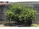 Backyard bush with white flowers adds beauty to the fenced outdoor space at 7534 Briarwood Dr, Port Richey, FL 34668