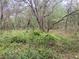 Lush land with mature trees and native vegetation, ideal for building a private estate or nature preserve at 12643 Placid Rd, Hudson, FL 34667