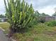 View of the front yard featuring a variety of cacti and ground cover at 7631 Briarwood Dr, Port Richey, FL 34668