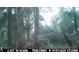 Trail camera footage captures a Gathering of deer feeding in a wooded area on the property at 8540 Roseanne Blvd, New Port Richey, FL 34654