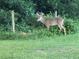 Magnificent buck with impressive antlers grazing peacefully in the backyard near some fencing and vegetation at 8540 Roseanne Blvd, New Port Richey, FL 34654