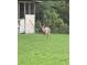 Majestic deer stands in the backyard amidst lush green grass, close to a storage building at 8540 Roseanne Blvd, New Port Richey, FL 34654
