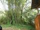 Lush backyard featuring bamboo plants, greenery, and partial view of a building's exterior at 1042 Howell Ave, Brooksville, FL 34601