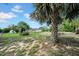 A spacious backyard with lush green grass and palm trees at 7133 Box Elder Dr, Port Richey, FL 34668