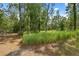 Expansive backyard with lush greenery and tall trees providing privacy and a natural setting at 11034 Flock Ave, Weeki Wachee, FL 34613