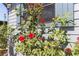 Exterior home detail, featuring thriving rose bushes and vibrant red blooms near the window at 5824 Portsmouth Dr, Tampa, FL 33615
