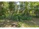 Natural backyard area with lush ground cover and mature trees behind a chain link fence at 9195 Bay Dr, Spring Hill, FL 34608
