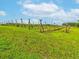Picturesque vineyard with rows of young grapevines and lush green grass at 3897 Villamore Ln, Odessa, FL 33556