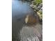 Manatee swimming in the water by the home's shoreline, a unique waterfront feature at 5903 Cachette De Riviera Ct, New Port Richey, FL 34655