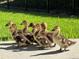 Charming Gathering of ducks on walkway alongside lush lawn at 9829 Sorbonne Loop, Seffner, FL 33584