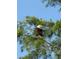 Bald eagle perched in tree against a clear blue sky at 9829 Sorbonne Loop, Seffner, FL 33584