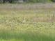 White bird stands in wetland habitat at 9188 Mississippi Run, Weeki Wachee, FL 34613