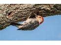 Red-bellied woodpecker clinging to a tree branch by a nesting hole at 315 30Th W Ave # B311, Bradenton, FL 34205