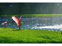 Two roseate spoonbills in a lush green lawn near a pond at 9428 Concord Cir, Bradenton, FL 34210