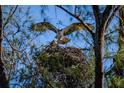 Close-up of an osprey nest high in the trees, highlighting the local wildlife and natural setting at 9514 Colonial Dr, Bradenton, FL 34210
