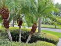 Lush landscaping featuring vibrant green bushes and swaying palm trees, adding a touch of tropical paradise at 7649 Quinto Dr, Sarasota, FL 34238