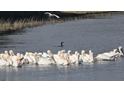 Scenic lake view featuring a flock of pelicans swimming serenely on the water at 11408 Drifting Leaf Dr, Riverview, FL 33579