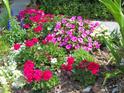 Lovely garden bursting with an array of colorful flowers and lush greenery creating a serene outdoor space at 315 Londonderry Dr, Sarasota, FL 34240