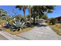 View of the home's front yard and driveway, featuring beautiful and mature landscaping and various palm trees at 2448 45Th S St, St Petersburg, FL 33711
