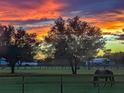 Scenic pasture view with a horse grazing in the foreground and a beautiful sunset illuminating the sky at 22803 67Th E Ave, Bradenton, FL 34211