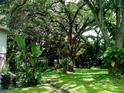 Lush backyard with mature trees providing ample shade and greenery, enhancing privacy and natural beauty at 5439 3Rd E St, Bradenton, FL 34203