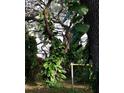 Lush backyard with mature trees and foliage, providing a private outdoor space at 5439 3Rd E St, Bradenton, FL 34203