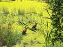 Two ducks in a marsh habitat at 1185 Bayshore Dr, Englewood, FL 34223