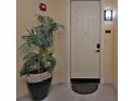 Inviting entryway with modern door and potted plant at 99 Vivante Blvd # 312, Punta Gorda, FL 33950