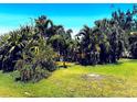 Lush backyard featuring mature palm trees and manicured lawn, creating a tropical oasis at 4344 Commercial St, Port Charlotte, FL 33953