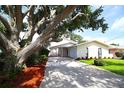 House with a large oak tree in front and a nicely landscaped yard at 517 20Th Ave, Indian Rocks Beach, FL 33785