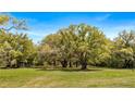 Spacious green front yard featuring mature trees offering shade and natural beauty, a peaceful outdoor setting at 18218 Railroad Rd, Spring Hill, FL 34610