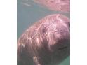 Close-up of a manatee underwater at 5557 Coral Reef Ct, Spring Hill, FL 34609