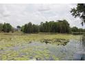 Serene lake view with lush greenery and lily pads at 6404 Land O Lakes Blvd., Land O Lakes, FL 34638