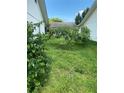 Landscaped backyard with lush green grass and tropical plants at 8101 Casuarina Dr, Port Richey, FL 34668