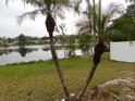 Two palm trees stand in front of a calm lake view at 3346 Foxridge Cir, Tampa, FL 33618