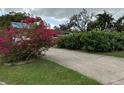 Landscaped front yard with vibrant bougainvillea and a long driveway at 7108 Riverwood Blvd, Tampa, FL 33615