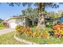 House exterior showcasing landscaping and large tree at 14631 Village Glen Cir, Tampa, FL 33618