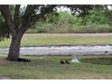 Ducks gather by the pond in the community at 10737 Keys Gate Dr, Riverview, FL 33579