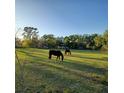 Beautiful pasture with two horses grazing in the grass under a clear blue sky at 13621 Mcintosh Rd, Thonotosassa, FL 33592