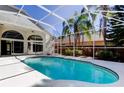Enclosed pool area with white frame and beautiful blue water, palm trees and an inviting backyard at 10614 Chambers Dr, Tampa, FL 33626