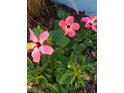 Close-up of vibrant pink hibiscus flowers in full bloom, showcasing the garden at 2235 20Th St S, St Petersburg, FL 33712