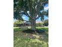 Spacious front yard featuring a majestic tree with charming swings for relaxing outdoors at 7843 Shoupe Rd, Plant City, FL 33565