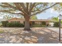 Charming single-story home featuring a well-manicured lawn and mature trees providing ample shade at 4517 S Renellie Dr, Tampa, FL 33611