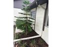 A thriving Norfolk Pine adds a touch of nature to the home's exterior with efficient rain gutter at 1567 Patton Dr, Dunedin, FL 34698