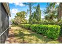Spacious backyard featuring a well-manicured lawn, mature trees, and privacy hedge at 5159 Sterling Manor Dr, Tampa, FL 33647