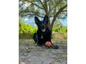 A happy dog playing in a backyard underneath a shady tree at 1653 S Prescott Ave, Clearwater, FL 33756