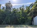 Lush backyard area with dense greenery and a partial view of the surrounding landscape at 11527 Southern Creek Dr, Gibsonton, FL 33534