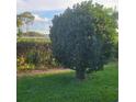 Landscaped yard featuring a lush bush on a sunny day near a neighborhood park at 38243 Ironwood Pl, Zephyrhills, FL 33542