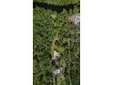 Expansive wooded lot with mature trees and a home featuring a private pool and additional outbuilding at 9298 Carr Rd, Riverview, FL 33569