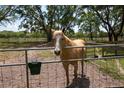 Tan horse in a fenced enclosure on the property surrounded by mature trees at 1691 Ridge Top Dr, Tarpon Springs, FL 34688